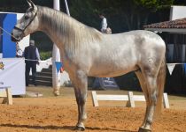 HISTORICO JAQ, DE CORTIJO LAS CASTAÐAS, CAMPEON JOVEN DEL CONCURSO